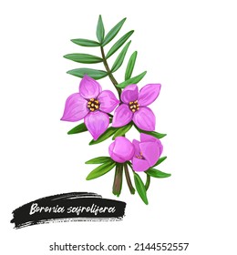 Boronia safrolifera, safrole boronia, species of flowering plant endemic to eastern Australia. Pink hand drawn australian flowers and green leaves. Watercolor digital art illustration