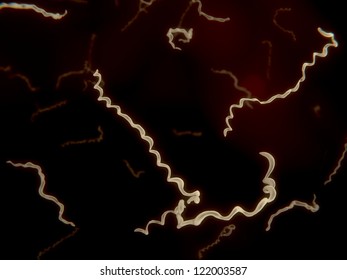 Borrelia