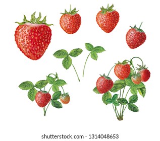 botanic realistic hand drawn warwecolor illustration of strawberry (Fragaria vesca) plant with fruits and leaves isolated on white 