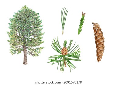 botanic realistic hand drawn watercolor illustration of eastern white pine (Pinus strobus) with tree, needles, male and female flowers and pine cone isolated on white