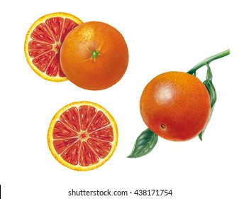 botanic realistic illustration of blood orange (citrus sinensis) with fruits