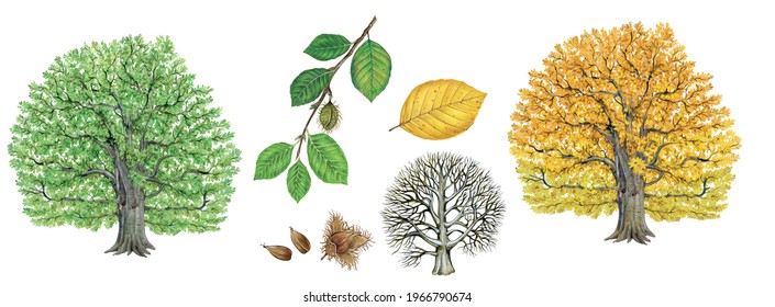 botanic realistic watercolor hand drawn illustration of beech (Fagus sylvatica) with leaves, fruit, seeds and trees isolated on white