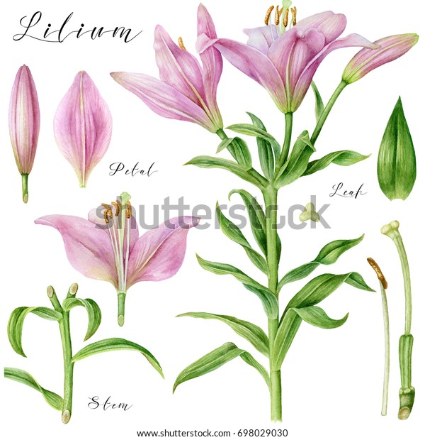 ボタニカルアート 水彩ピンクの薄いユリ 花の一部 植物イラスト のイラスト素材
