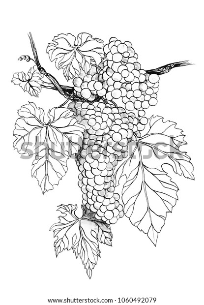 Botanical Drawing Grapevine Flora Illustrations Wedding Stock