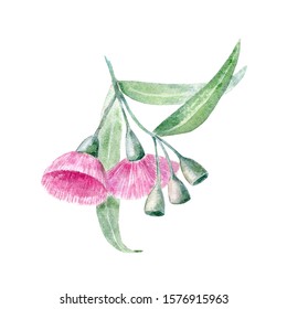 Botanical Illustration Of Australian Evergreen. Watercolor Eucalypt Flowers And Gumnuts. Floral Element For Packaging, Label, Decoration Design. Hand Drawn Pink Fluffy Flower Isolated On White. 