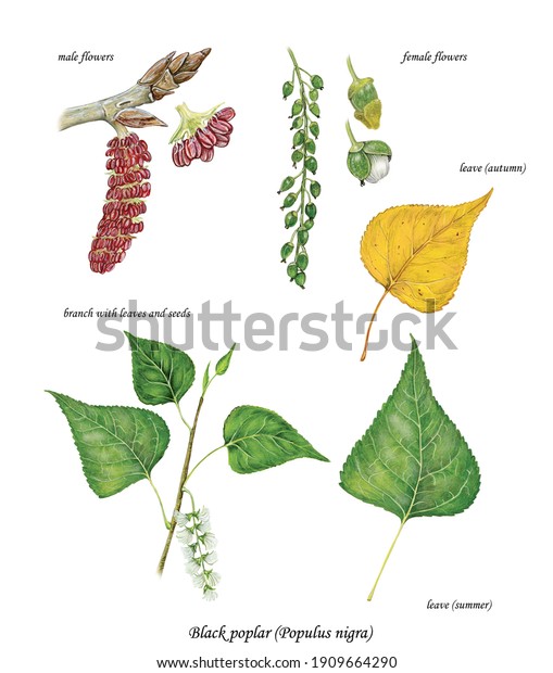 Botanical Illustration Black Poplar Populus Nigra Stock Illustration ...