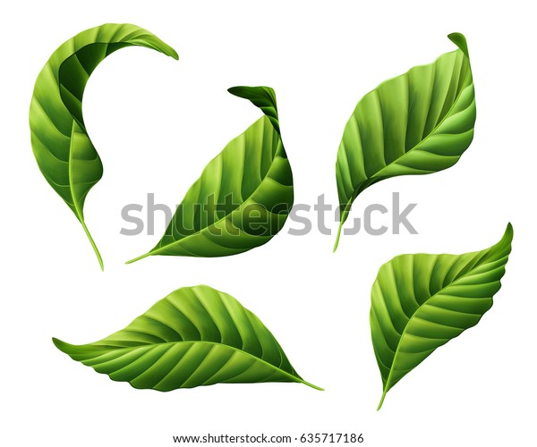 白い背景に植物イラスト 花柄のクリップアート デザインエレメントセット 緑の葉 ジャングルの緑 熱帯の葉 白い背景に のイラスト素材