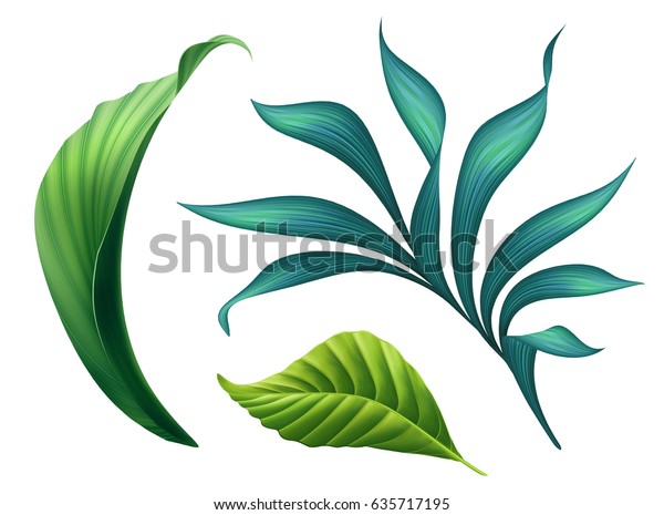白い背景に植物イラスト 花柄のクリップアート デザインエレメントセット 緑の葉 ジャングルの緑 熱帯の葉 白い背景に のイラスト素材