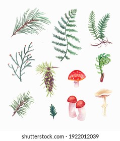 botanical illustration of forest plants set, watercolor relic forest plant collection