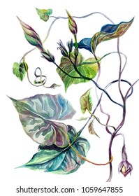 Botanical illustration, painting. Branches, leaves, flowers, greens, Liana, ivy