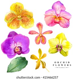 Botanical Illustration With Realistic Tropical Flowers And Leaves. Watercolor Collection Of Orchid Handmade Painting On A White Background. 