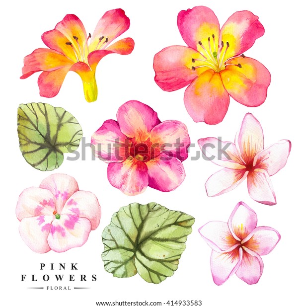 リアルな熱帯の花と葉を持つ植物イラスト 緑のベゴニア プルメリア リリーの水彩画 白い背景に手描きの絵 のイラスト素材 414933583