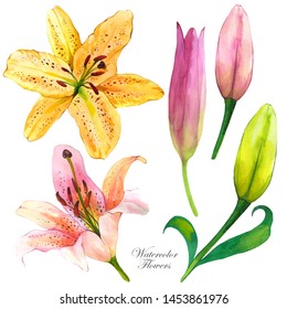 Botanical illustration and realistic tropical plants   leaves  Watercolor collection yelloe   pink lily  Exotic buds hand drawn cliparts  Tropical flowers  Isolated design