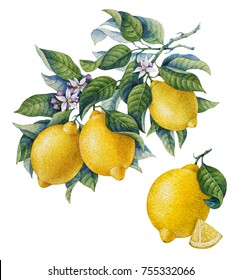 Botanical Lemon. Watercolor