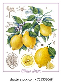 Botanical Lemon. Watercolor