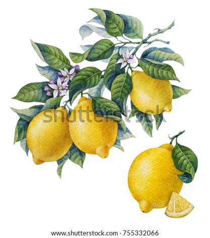 Botanical lemon. Watercolor