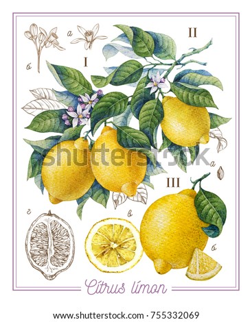 Botanical lemon. Watercolor
