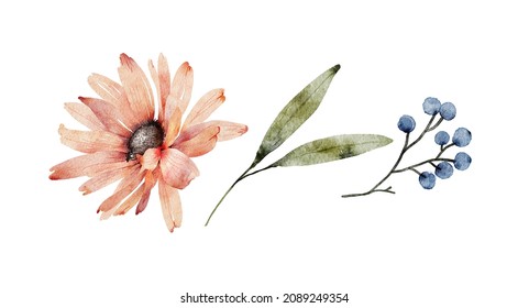 Botanical Set Of Pink Aster Flower And Plants. Watercolor Drawing, Hand Painted On White Background