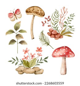 Botanical set and plants insects   mushrooms  watercolor illustrations 
