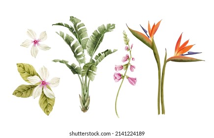 Botanical set of watercolor illustrations of tropical flowers and plants on a white background. hand painted .