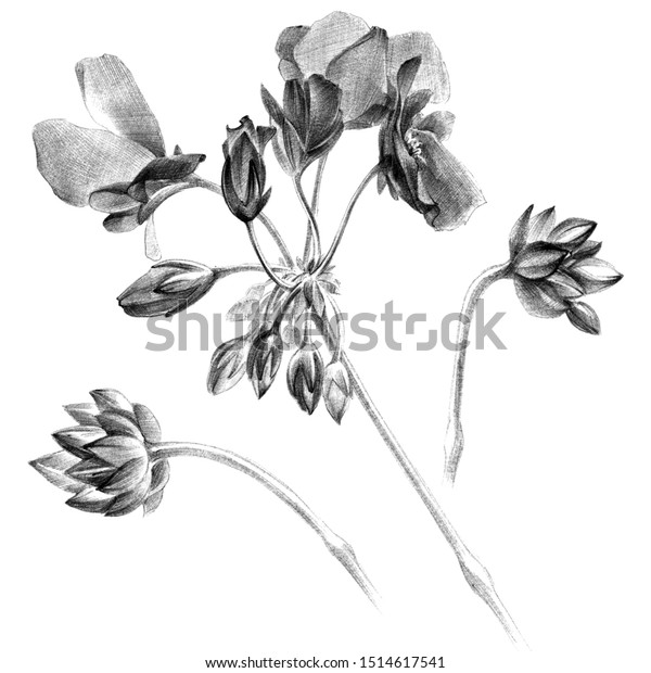 蕾と花を持つゼラニウムの花の植物図 ペンで描く のイラスト素材