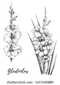 Gladiolus Line Drawing Images, Stock Photos & Vectors | Shutterstock