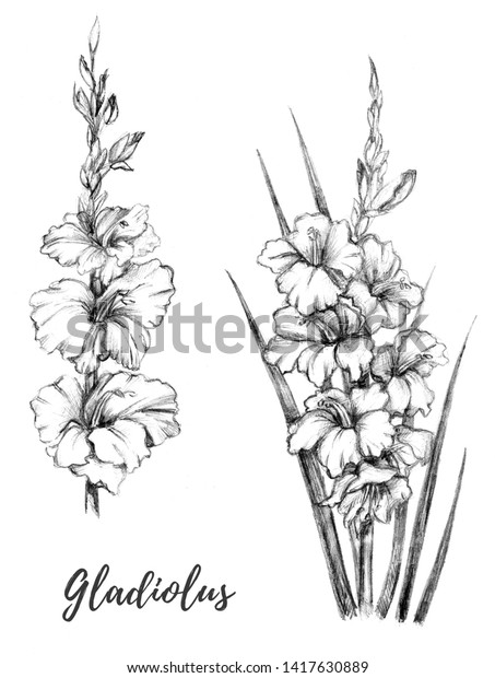 Pencil gladiolus drawing.