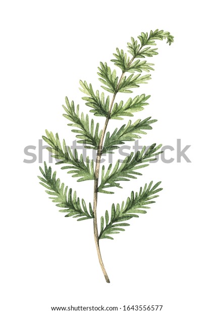 Download Botanical Watercolor Clipart Green Fern Greenery Stock Illustration 1643556577