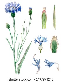 
botanical watercolor drawings of cornflower and its elements