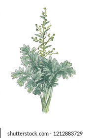 Botanical watercolor illustration of artemisia
