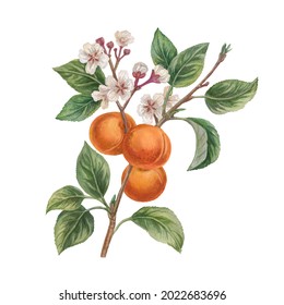 Botanical Watercolor Illustration With Blooming Apricot Branch On White Background. Apricot Branch With Leaves, Flowers And Ripe Fruits