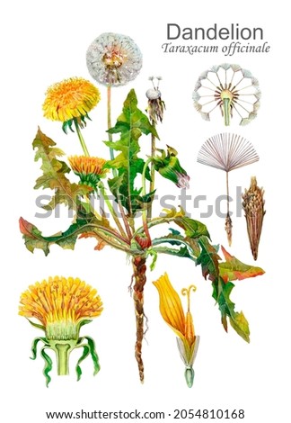 Botanical watercolor illustration of a medicinal plant Dandelion flower (Taraxacum officinale).  This image is perfect for encyclopedias, postcards, packaging, summer floral decoration. 