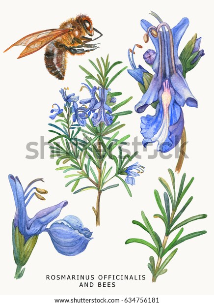 植物性の水彩のイラスト 薬草のローズマリー 百科事典 はがき お祝い 夏の花柄のデザイン 明るい背景に のイラスト素材