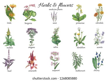 Botanical Watercolor Illustration Of Medicine Herbs.