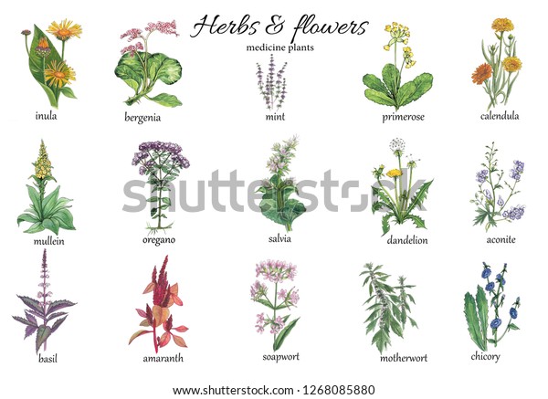 Botanical Watercolor Illustration Medicine Herbs Stock Illustration ...