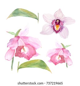 Botanical watercolor illustration sketch of cattleya flower and orchid on white background. Could be used as decoration for web design, cosmetics design, package, textile