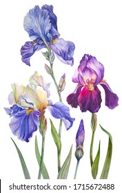 Botanical watercolor illustration. Vintage. Royal irises are purple, lilac and yellow-blue. Summer flowers. Leaves, greens, flower Bud, blooming flowers. Elements isolated on a white backgr