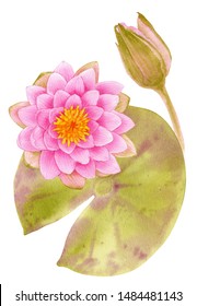 Botanical watercolor illustration of water lilies on white background. Could be used as decoration for web design, cosmetics design, package, textile.