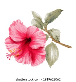 Flowers Set Watercolor Lily Rose Leaves Stock Illustration 625722872 ...