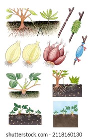 Botany. Asexual reproduction in higher plants. Agricultural and gardening techniques to favor the asexual reproduction of plants