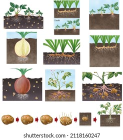 Botany. Asexual reproduction in higher plants. Agricultural and gardening techniques to favor the asexual reproduction of plants