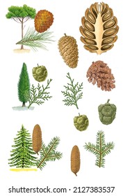 Botany. conifers. Various examples of conifers with details of their fruit and leaves: Stone Pine, Douglas Fir and Common Cypress