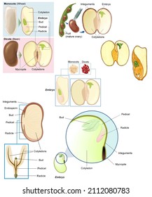 Botany, Higher Plants, Phanerogams. The Seed. Seed Morphology In Phanerogams, Monocots And Dicots