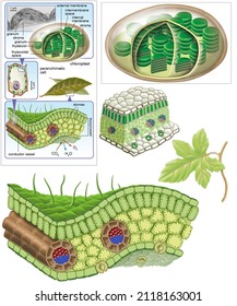 Botany. plant morphology. corm structure. Photosynthetic and supporting parenchyma.  Photosyntetic parenchima and chloroplast structure