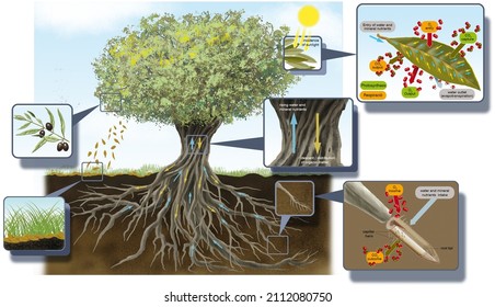 Botany. Plant Physiology. Circulation, Respiration And Photosynthesis Inolive Tree