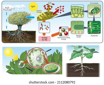 Botany. plant physiology. Circulation, respiration and photosynthesis in higher plants.