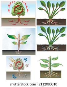 Botany. Plant Physiology. Circulation, Respiration And Photosynthesis In Higher Plants.