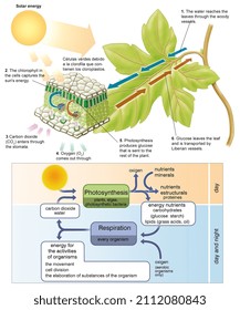 Botany. Plant Physiology. Circulation, Respiration And Photosynthesis In Higher Plants.