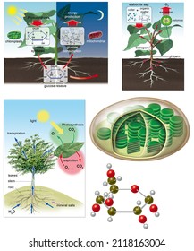 Botany. Plant Physiology. Circulation, Respiration And Photosynthesis In Higher Plants.