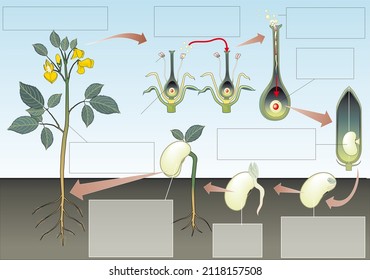 Botany. Sexual reproduction in higher plants. Life cycle of a higher plant